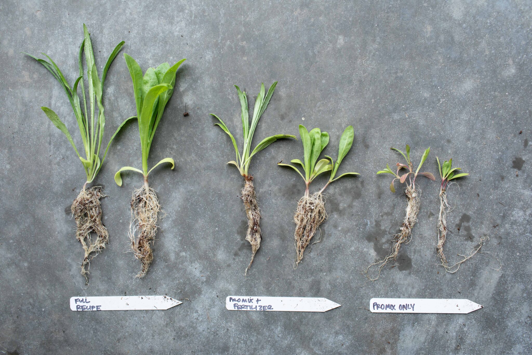 Side-by-side seedling comparison, with and without SeaCoast Compost