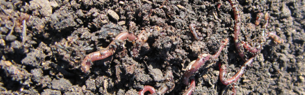 Worm Castings
